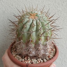 Copiapoa Haseltoniana Vaso 13