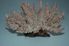 Acquario Dettagliato Bianco &