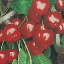 Pianta frutto ciliegia - da,