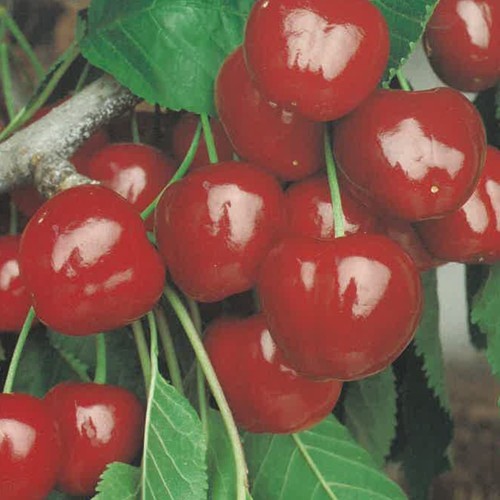 Pianta frutto ciliegia - pianta,
