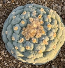 7.2cm Sale Rare Cacti L fricii