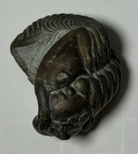 Fossile di trilobite