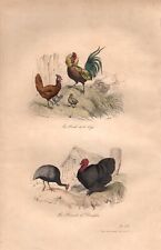 Stampa antica GALLO GALLINA