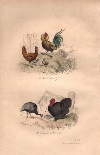 Stampa antica gallo - stampa,