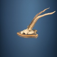 191CA Trofeo di capriolo 