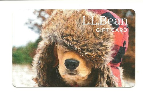 Bean cute dog with - l.l.,
