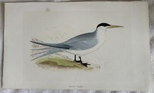 SWIFT TERN SUD AFRICA FRATICELLO AMERICANO UCCELLI ORNITOLOGIA SOUTH AFRICA