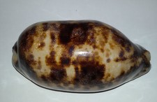 Conchiglia Shell Cypraea CHELYCYPRAEA TESTUDINARIA  mm 113  Filippine