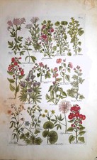 Stampa antica BOTANICA ERBARIO
