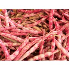 50 graines de Haricots Coco Rosé