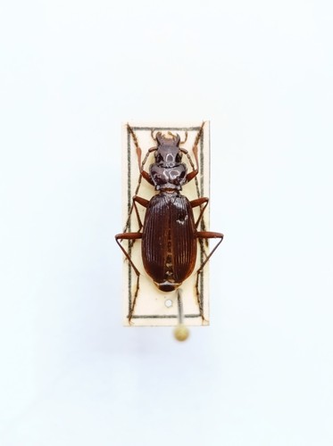 Entomology taxidermy - taxidermy,