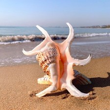 Conchiglia esagonale naturale