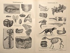 1875 N. 2 Stampe Antiche =