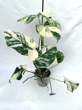 Monstera Albo Variegata  EXACT