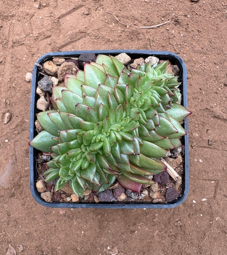 Echeveria agavoides crestata - echeveria,
