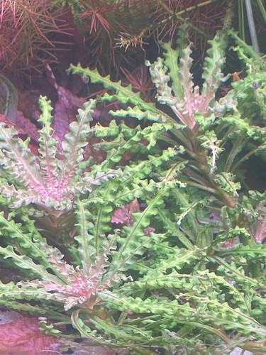 Pogostemon helferi red - helferi,