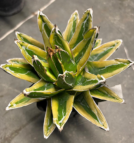 Agave victoriae reginae - victoriae-reginae, cv