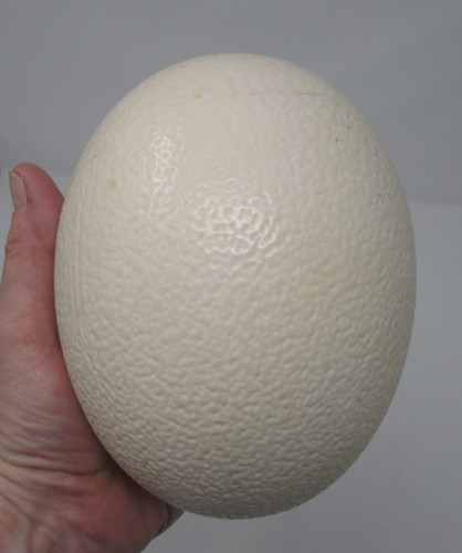 Large ostrich egg shell for - large,