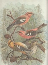 Weissflügeliger