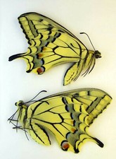 Papilio machaon gorganus