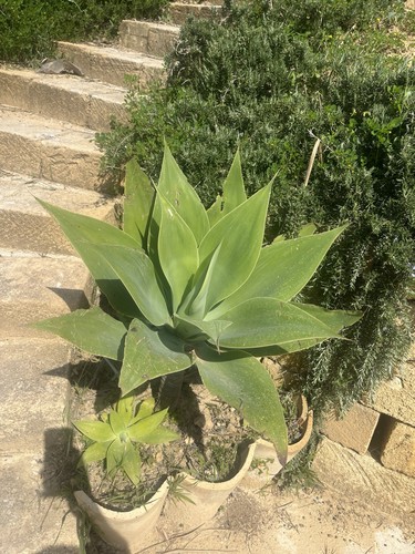 Agave attenuata - agave,
