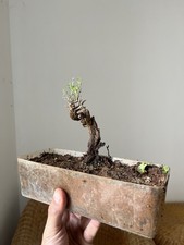 Bonsai Timo , Mame, Pianta