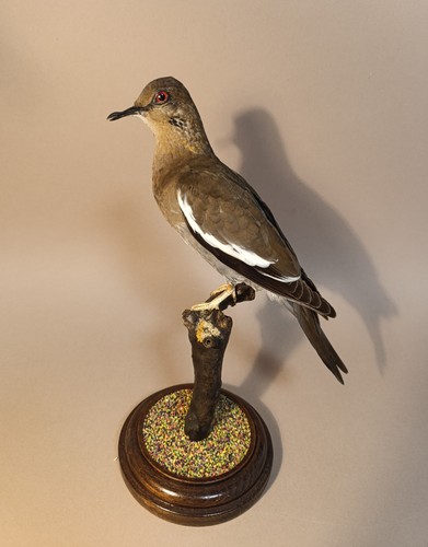 Taxidermy cabinet de - taxidermy,,
