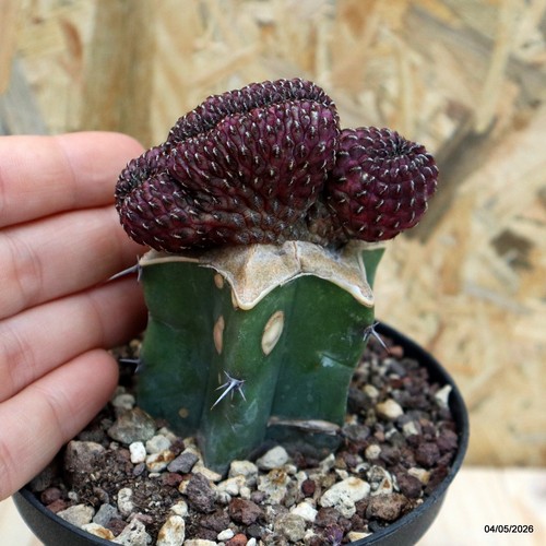 Sulcorebutia rauschii crestata