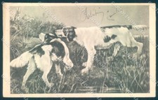 Animali Cane Caccia Setter PIEGA ANGOLARE cartolina cartolina TW1022
