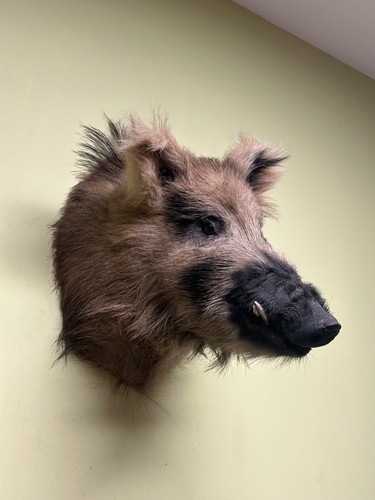 Testa cinghiale - testa,