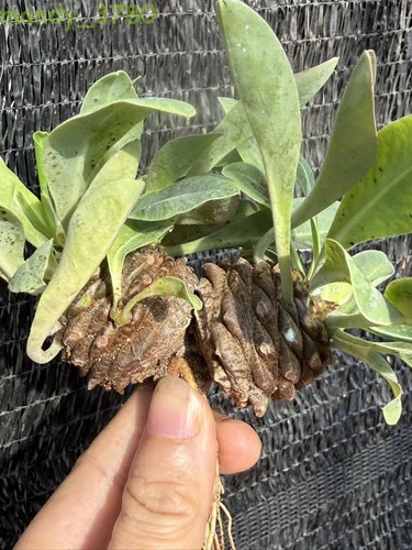 Doppia testa euphorbia - testa,