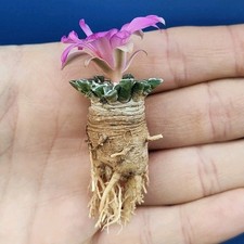 Ariocarpus macdowellii PP 425