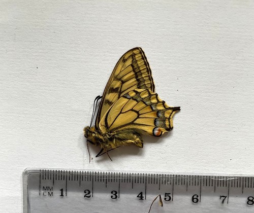 Papilio machaon - papilio,