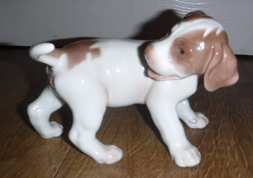 Cucciolo puntatore inglese