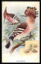 Cartolina artistica Wiedehopf