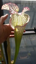 SARRACENIA LEUCOPHYLLA BOCAZA