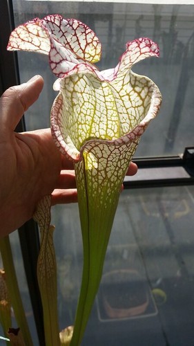 Sarracenia leucophylla bocaza - leucophylla,