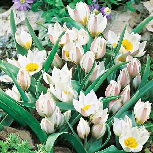 Tulipani bulbi fiori - tulipani,