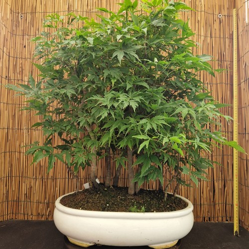 Bonsai bosco acero - bonsai, di