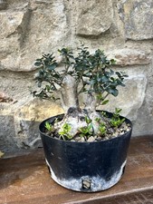 Pre-bonsai olivo