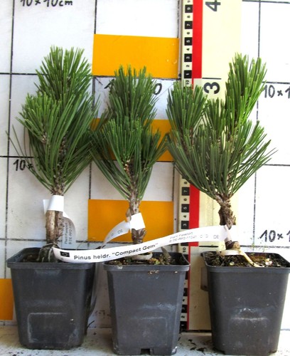 Pinus leuc compact gem - gem",