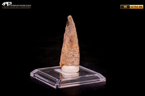 Dente spinosaurus - dente, di