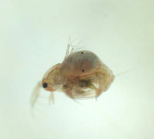 Moina Macrocopa uova pure -