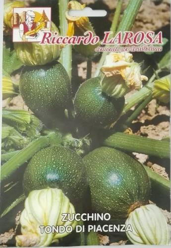 Semi zucchino fiore - semi, di