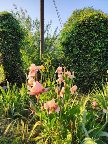 Rizomi iris germanica - rizomi,
