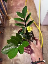 Zamioculcas zamiifolia 'Akebono' – Variegated ZZ Plant rare et en parfaite santé
