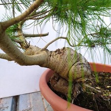 Bonsai Di Pino d'Aleppo O