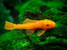 OFFERTA ANCISTRUS SUPER RED HIGH GRADE 2/3 CM LORICARIDI PULITORE PESCE ACQUARIO