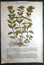 Stampa antica MATTIOLI
