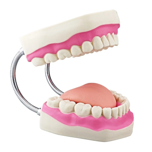 Denti dentali giganti modello - dentali,
